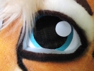 Close-up (Kenta the Cheetah)_6
